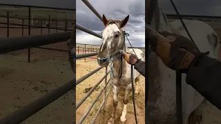 Heart Mustang Nevado gets his first halter!