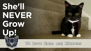 This Cat Will Never Get Bigger Than A Kitten! But She Will Steal Your Heart!