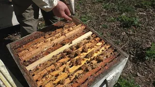апрель. ЧЕМ, КОГДА и КАК расширять пчелиные гнёзда