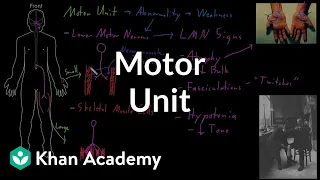 Motor unit | Organ Systems | MCAT | Khan Academy