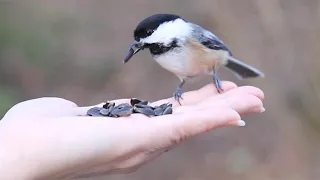 Tricks for Hand Feeding Wild Black Capped Chickadees