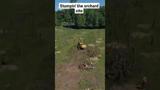 Excavator Pulling Stumps at the Orchard