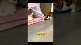 😺СМЕШНЫЕ КОТЫ И СОБАКИ🐶 СМЕШНЫЕ ЖИВОТНЫЕ🤣 ЛУЧШИЕ ПРИКОЛЫ 2022