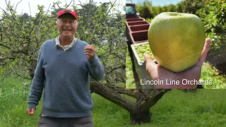 What Does Rootstock do for Your Apple Trees?