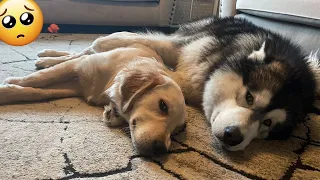 Husky And Golden Retriever Puppy Sleep In The Cutest Way Ever! THEY HUG!!