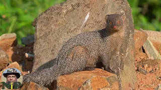 Mongoose in the Wild Nature Pixel one morning