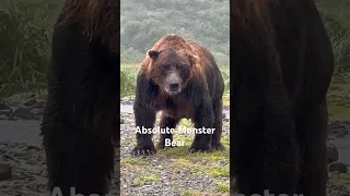 Giant #Alaskan #Brownbear 1000lbs.  #alaska #bear #bearviewing #brownbears  #katmai @nathab