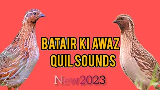 бедана Садои Batair Ki Awaz Quail sounds night hunting  بٹیروں کی آواز رات والی سنگل آواز