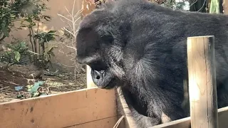 食べっぷりが気持ち良い母ゴリラ🦍ゲンキ🌿　It feels good to eat, mother gorilla 🦍 Genki🌿