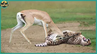 WORLD'S FASTEST ANIMALS FAIL Grant's Gazzele Take Down Cheetah With Horns, Lion Hunt Imapala