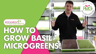 How to grow Basil Microgreens