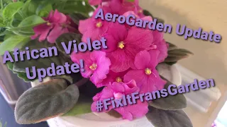 African Violet Update - What's Growing Wednesday - More Propagating SUCCESS! & Some Encouragement