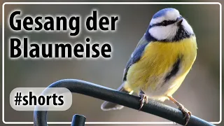 Wie macht die Blaumeise - Vogelgezwitscher #Shorts