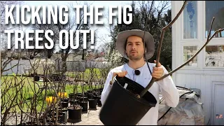 Q: "Can I Move My Potted Fig Trees out of Winter Storage?"