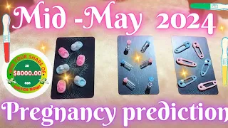 🤰MID MAY 2024 PREGNANCY PREDICTION | PICK-A-CARD |PSYCHIC READING🤰VERY ACCURATE 👶