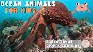 Learn All About Ocean Animals, Zones, Ecosystem  | Educational Videos for Kids | Wiz World Wonders