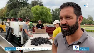 Bordeaux: vendanges des rouges