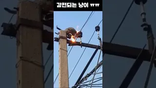 전봇대 위에서 감전되는 냥이 ㅠㅠ #shorts #냥이 #고양이 #고양이사고