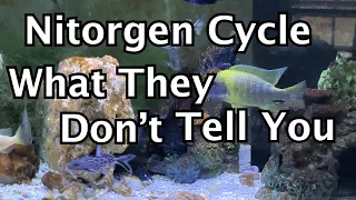 What They Forget To Mention About the Nitrogen Cycle In Aquariums