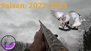 Part 2: compilation chasse aux pigeons ramiers, 2022-2023, wood #pigeon hunting