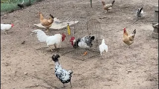 Introducing Chickens and Roosters to Chicken Flock