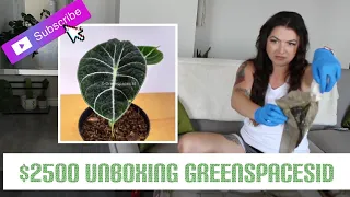 $2500 rare plant unboxing from GreenSpacesID / Indonesia plant haul