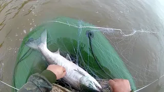 Рыбалка сетью на осеннюю кету(лосось) . Fishing for autumn chum salmon .