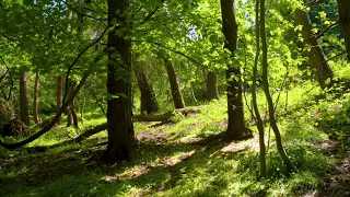 Nature Sounds Forest Sounds Birds Singing Sound of Water-Relaxing-Mindfulness-Meditation