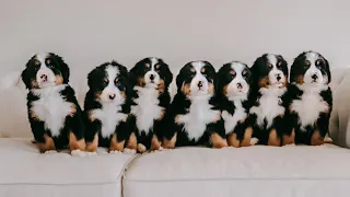 Bath time for our 7 Bernese Mountain Dog Puppies!