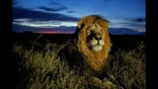 Lions 360° | National Geographic