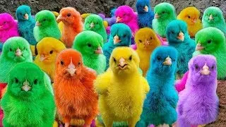 World Cute Chickens,Colorful Chickens, Rainbow Chickens,Cute Ducks, Eggs, Rabbits, Cute Animals 🐤🦆🐟🪿