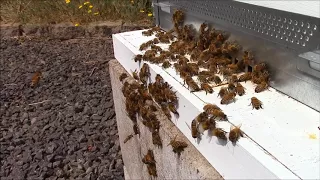 Honeybees VS Yellow Jackets