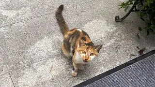 The stray cat mother begs for food to feed her kittens but is too reluctant to eat herself.