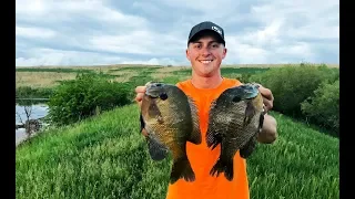 Catching MONSTER Bluegill in the Summer! BIG PANFISH