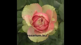 питахайя, вредная роза в моей коллекции, питомник роз  полины козловой, rozarium.biz