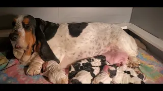 Newborn Basset Hound puppies 🐶