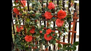 Camellia Espalier