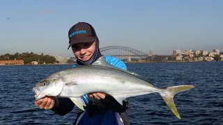 Chasing Sydney's most prized fish !!  || Sydney Harbour Kingfish with Flyboat Fishing Charters  ||