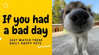 If you had a bad day, just watch these daily happy pets | Day 23