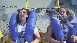 WATCH: Seagull smacks teen in face on amusement park ride