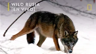 Wild Rusia: Siberia | Nat Geo
