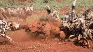 Wild Dogs vs. Warthog: Incredible Battle for Survival!