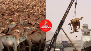 INCREDIBLE CAMELS EXPORTATION-AMAZING CAMELS FARMING-HOW TO TRANSPORT LIVESTOCK  BY SHIP AND PLANE?
