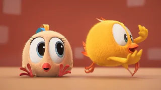 Chicky adora música | Onde está Chicky? | Pintinha amarelinho | Coleção desenhos animados Infantil