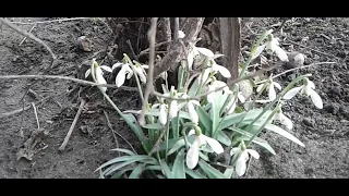 Первые цветы -  подснежники.. The first flowers are snowdrops.