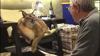 Big Floppa is Talking with His Dad : Caracal