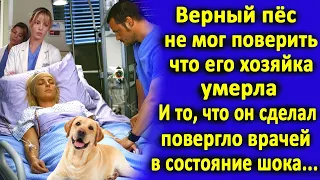 Верный пёс не мог поверить, что его хозяйки больше нет. И то, что он сделал ошеломило всех врачей...