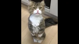 Funny Cat Videos - Cute And Lovely Cat Videos 2021😹 | International Cat