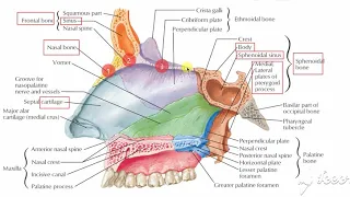 Roof & Floor of nasal cavity