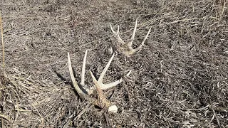 Iowa Shed Hunting Season Week 4